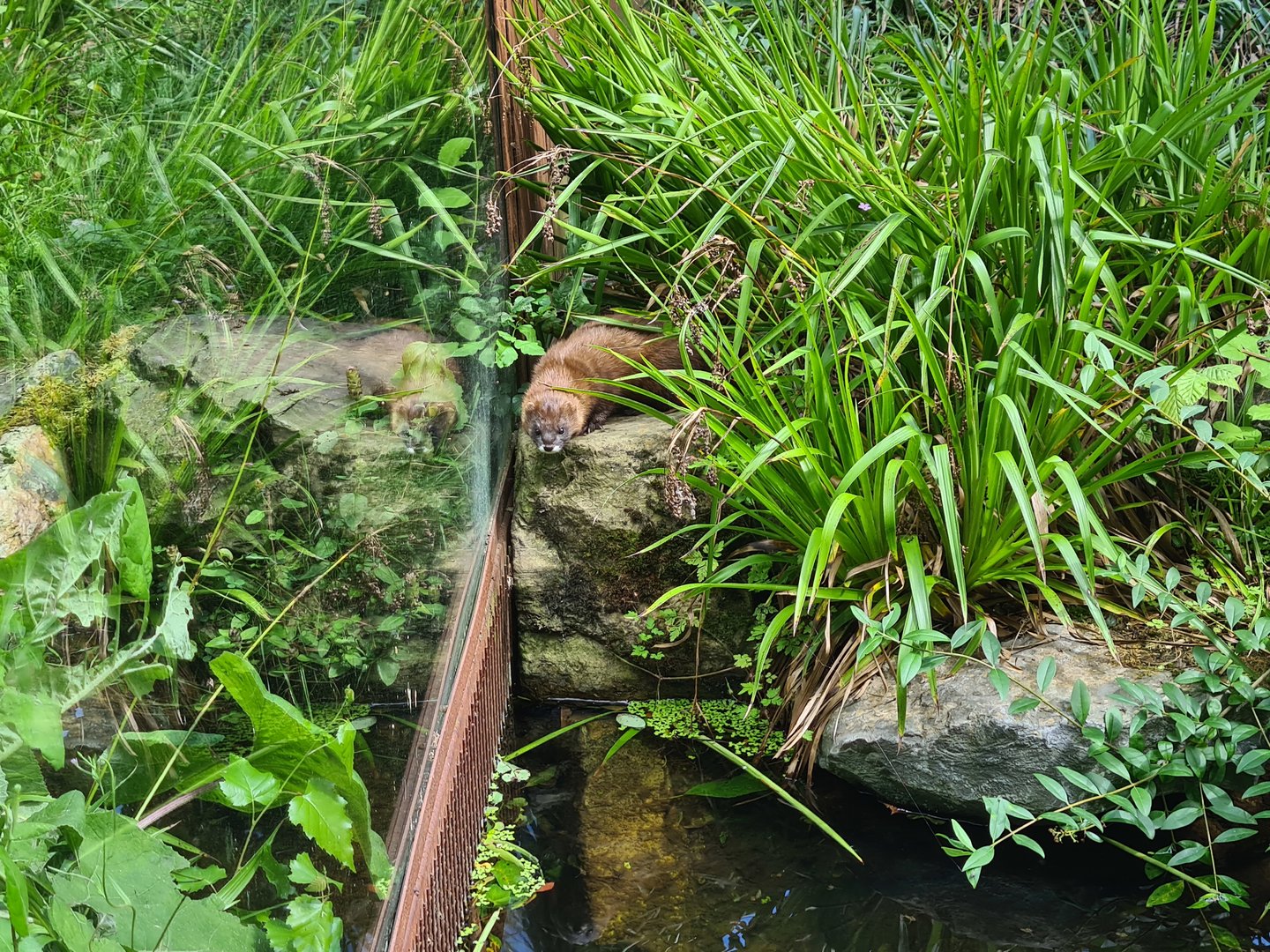 Taiga - European mink