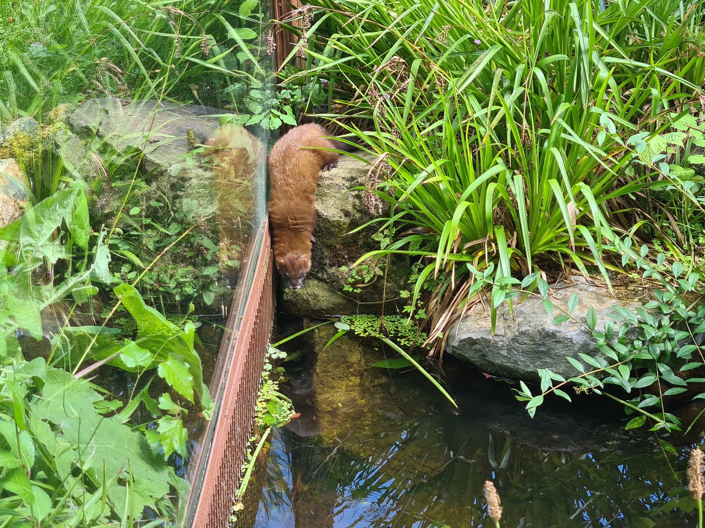 Taiga - European mink