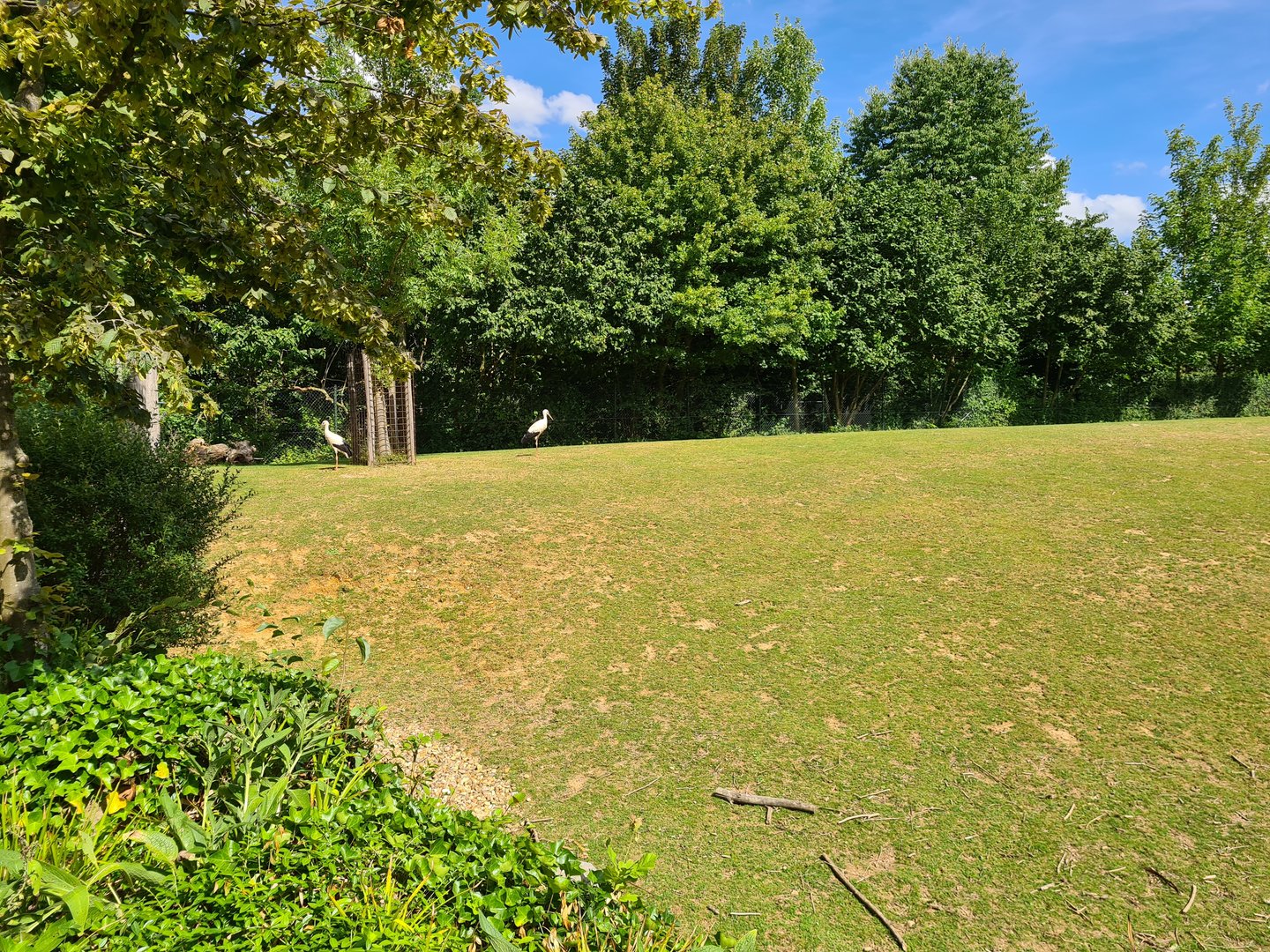 Taiga - European white storks in Przewalski's horse enclosure