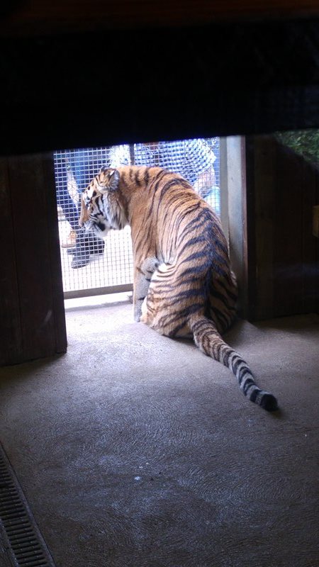 Taiga- Female Amur Tiger