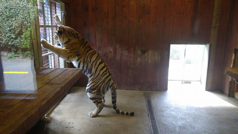 Taiga- Female Amur Tiger