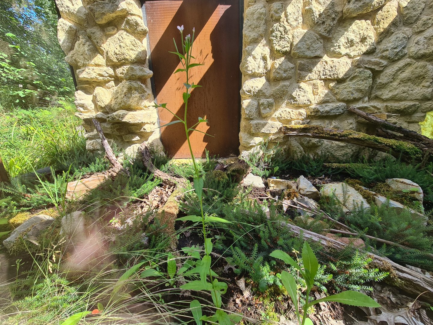 Taiga - First outdoor Smooth snake enclosure