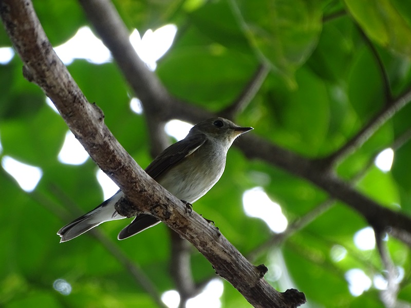 Taiga flycatcher (Ficedula albicilla)