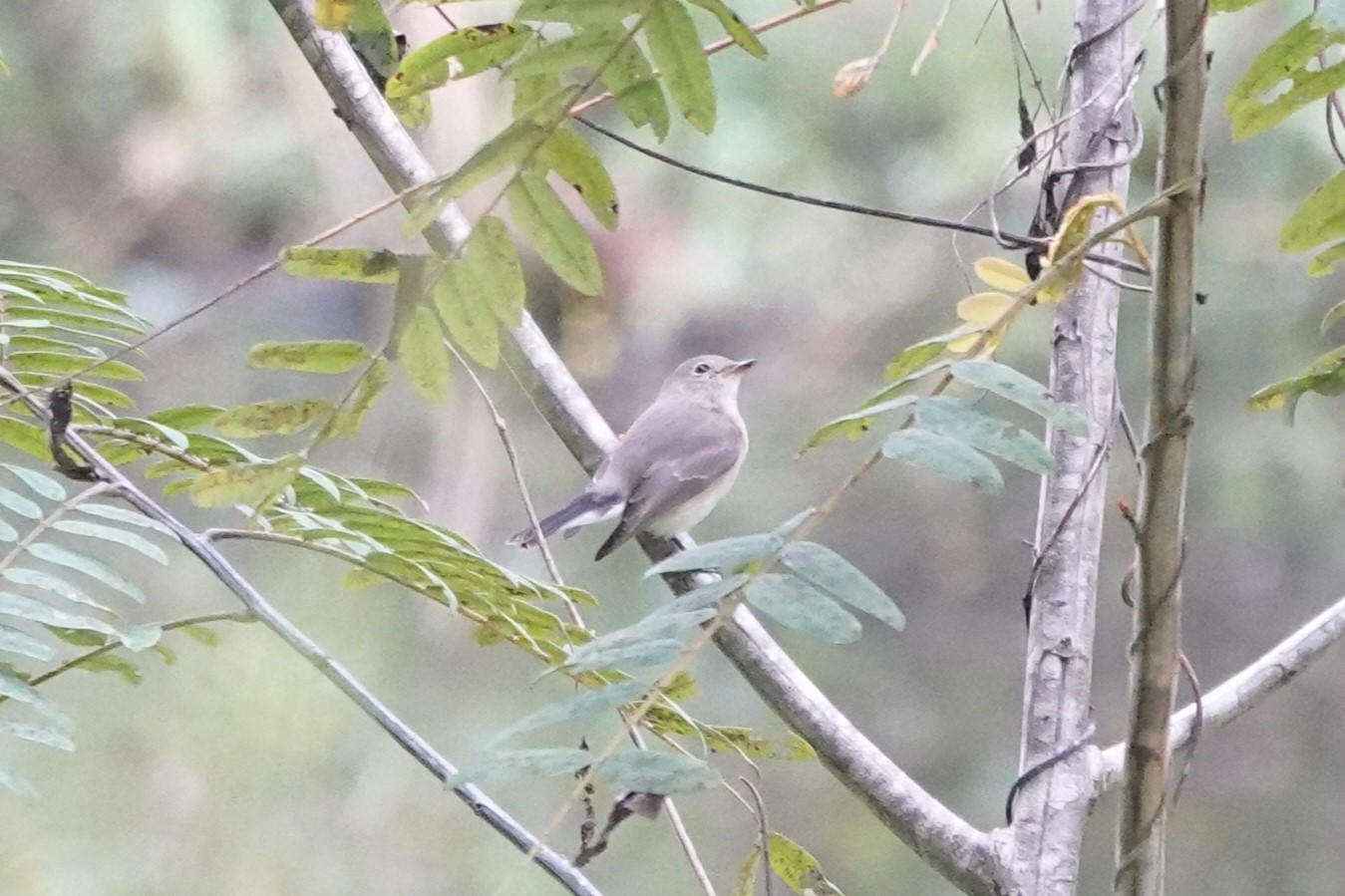 Taiga Flycatcher