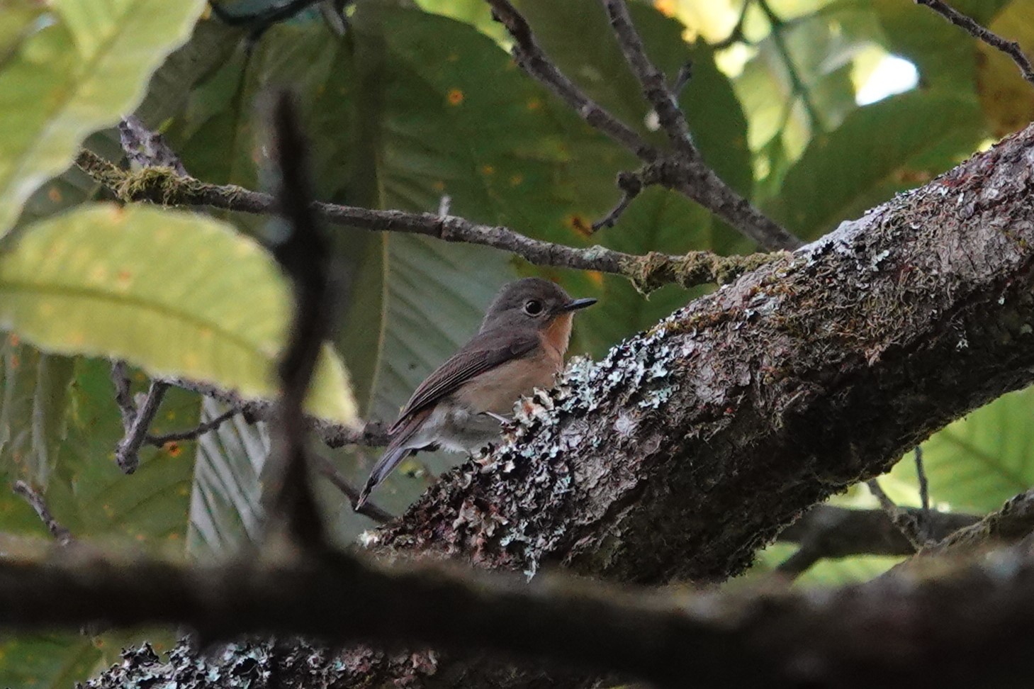Taiga Flycatcher