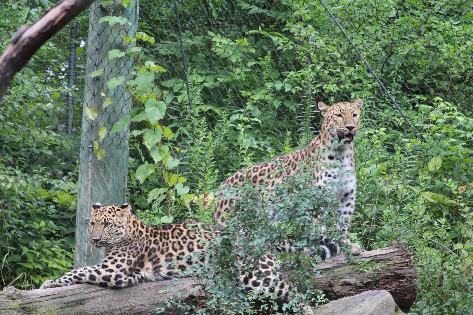 Taiga Forest - Amur Leopard