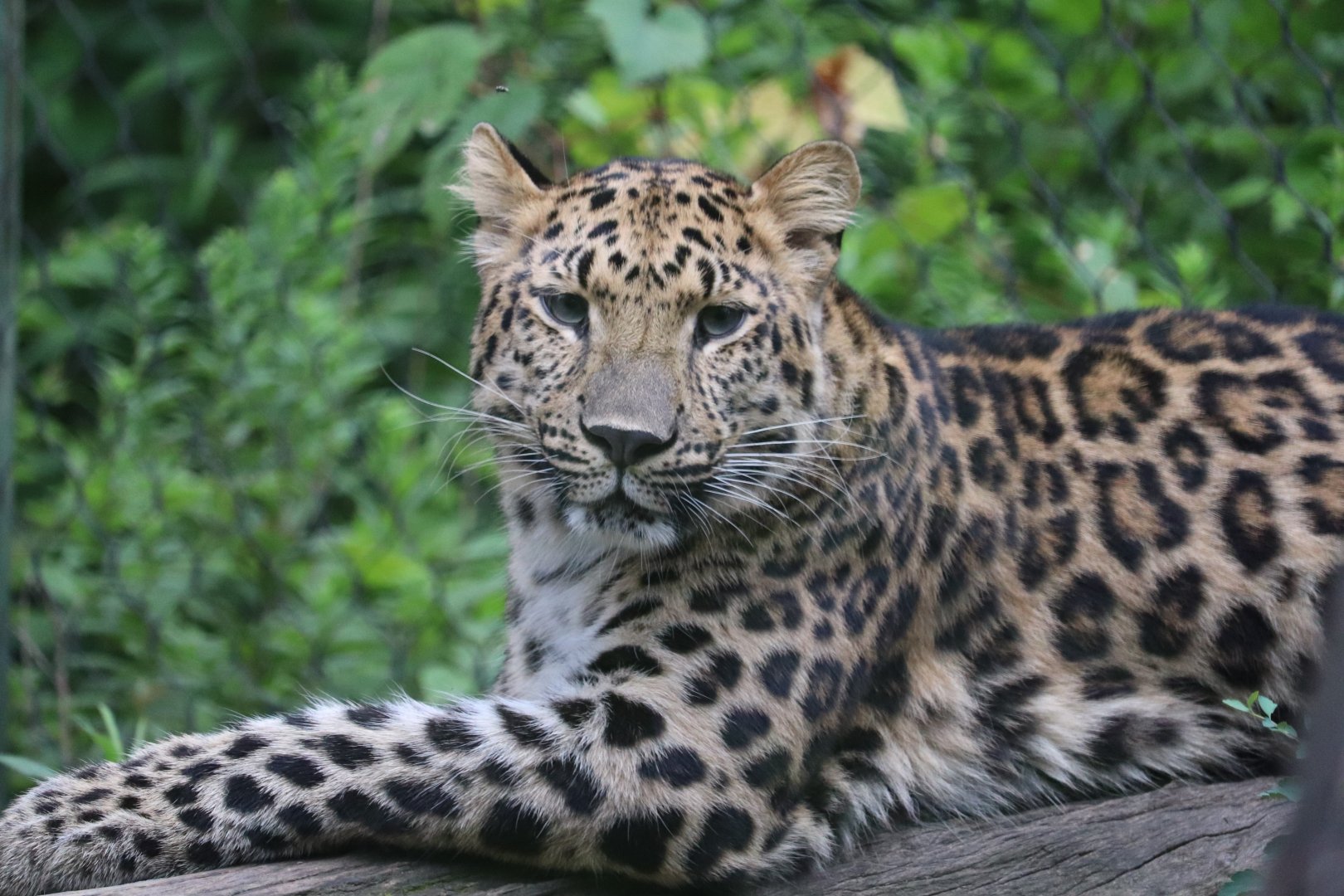Taiga Forest - Amur Leopard