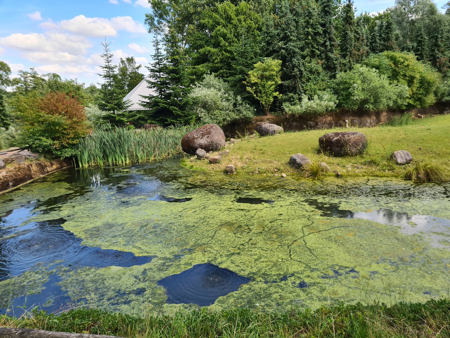 Taiga - Marsh area in Reindeer enclosure