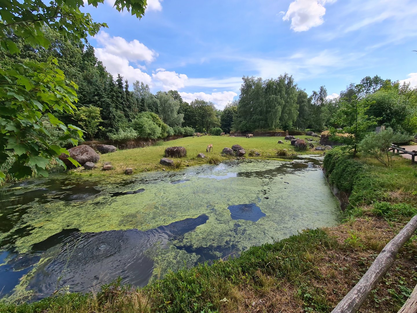 Taiga - Marsh area in Reindeer enclosure