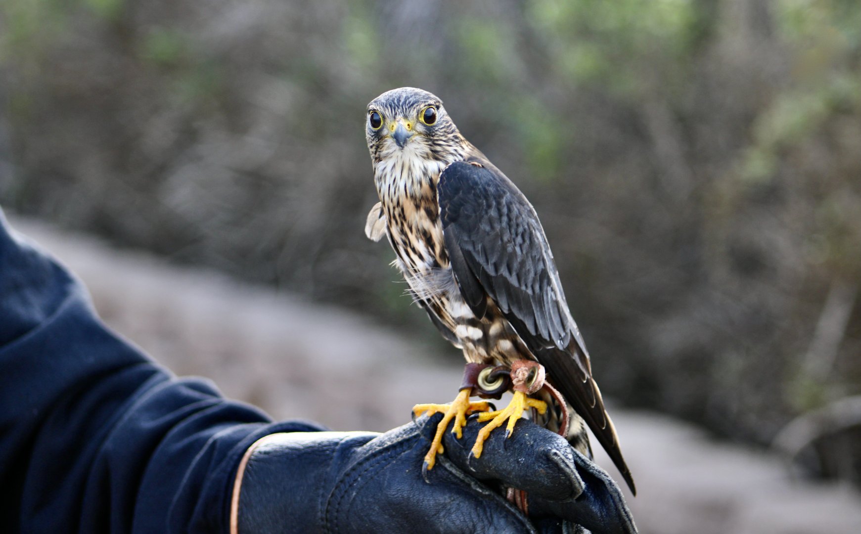 Taiga Merlin (Falco columbarius columbarius)