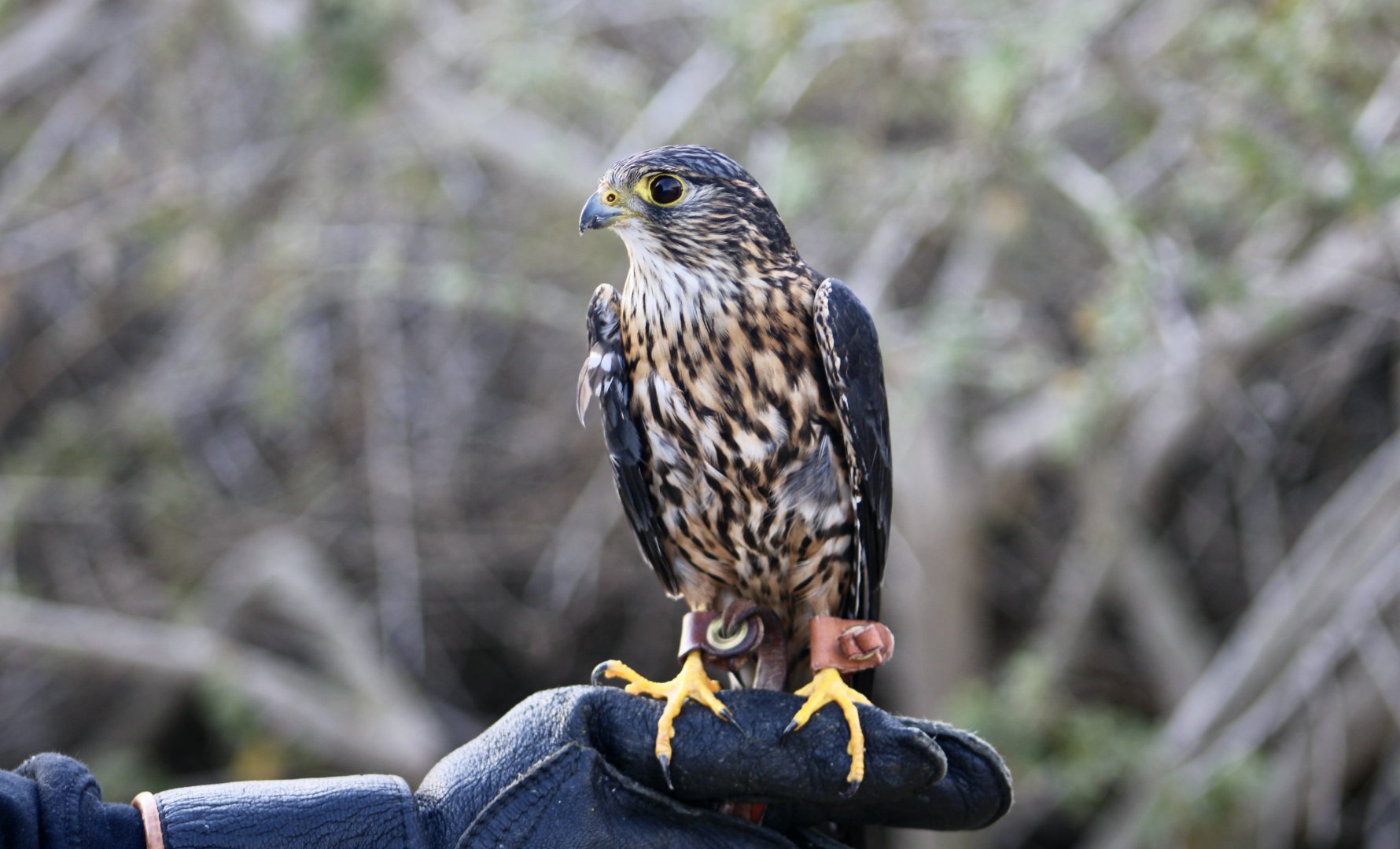Taiga Merlin (Falco columbarius columbarius)