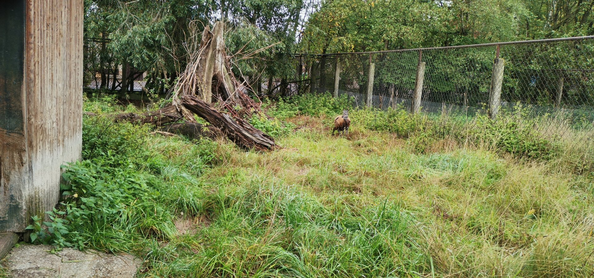 Taiga Musk Deer exhibit