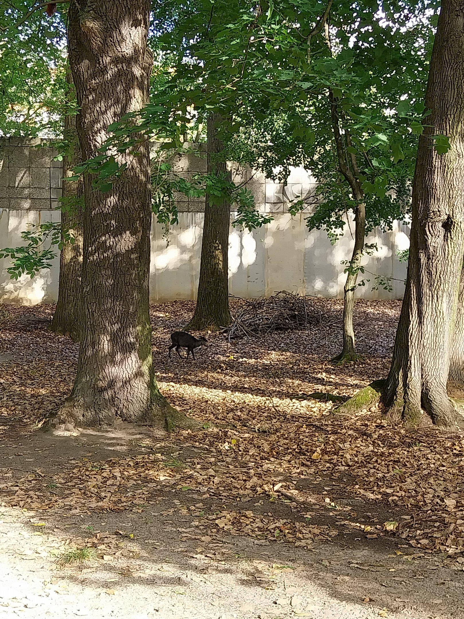 Taiga Musk Deer (Moschus moschiferus)