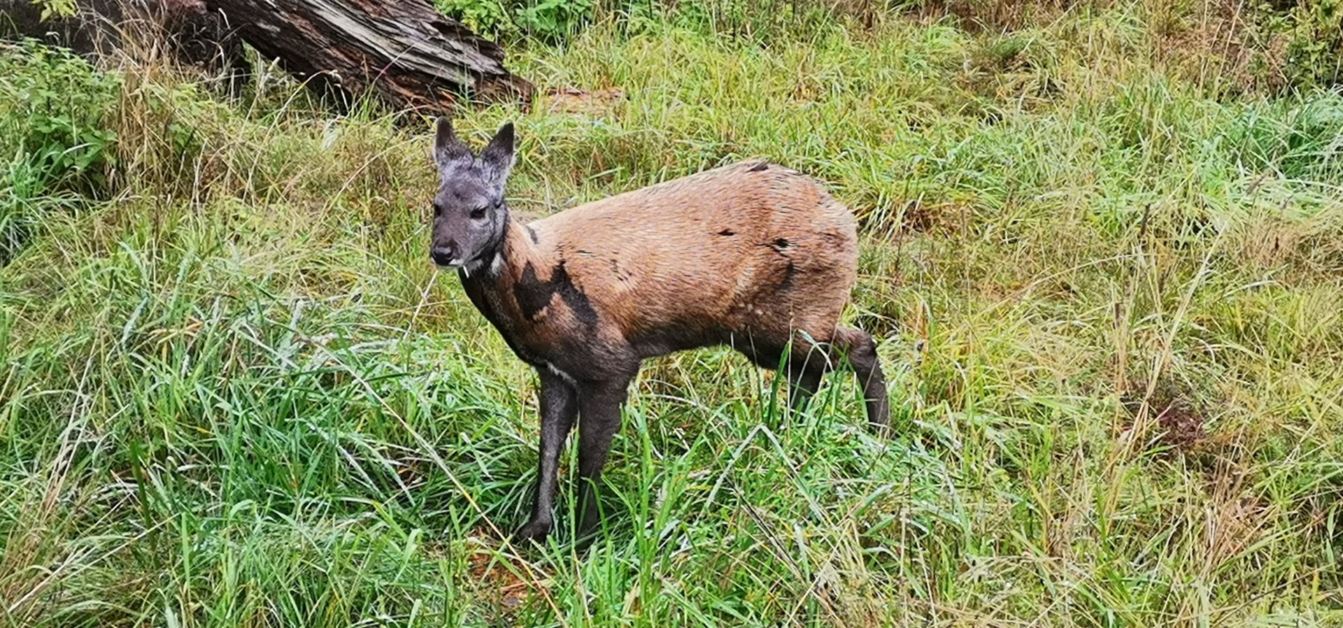 Taiga Musk Deer