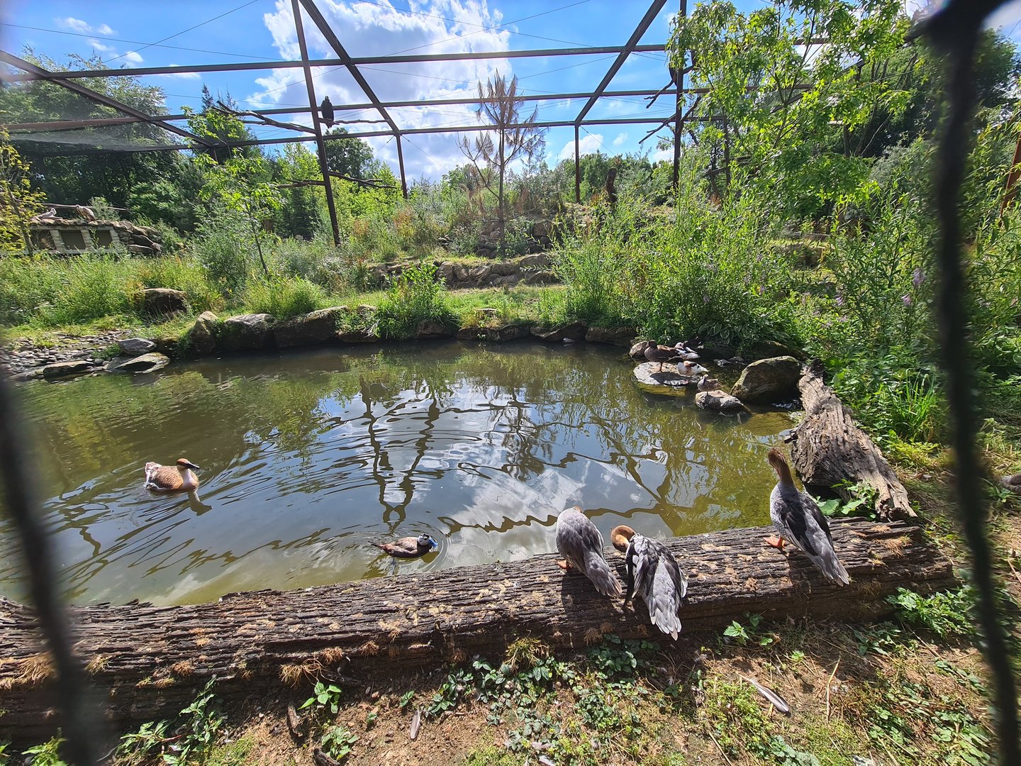 Taiga - New Taiga aviary