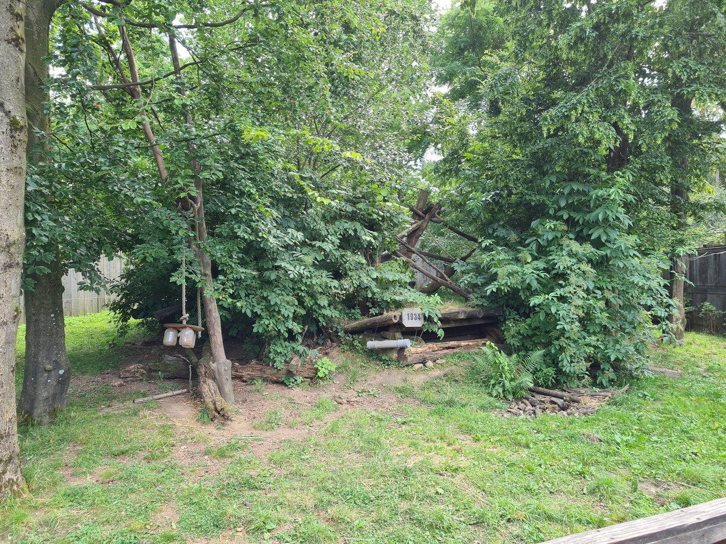 Taiga - Northern raccoon and Striped skunk enclosure