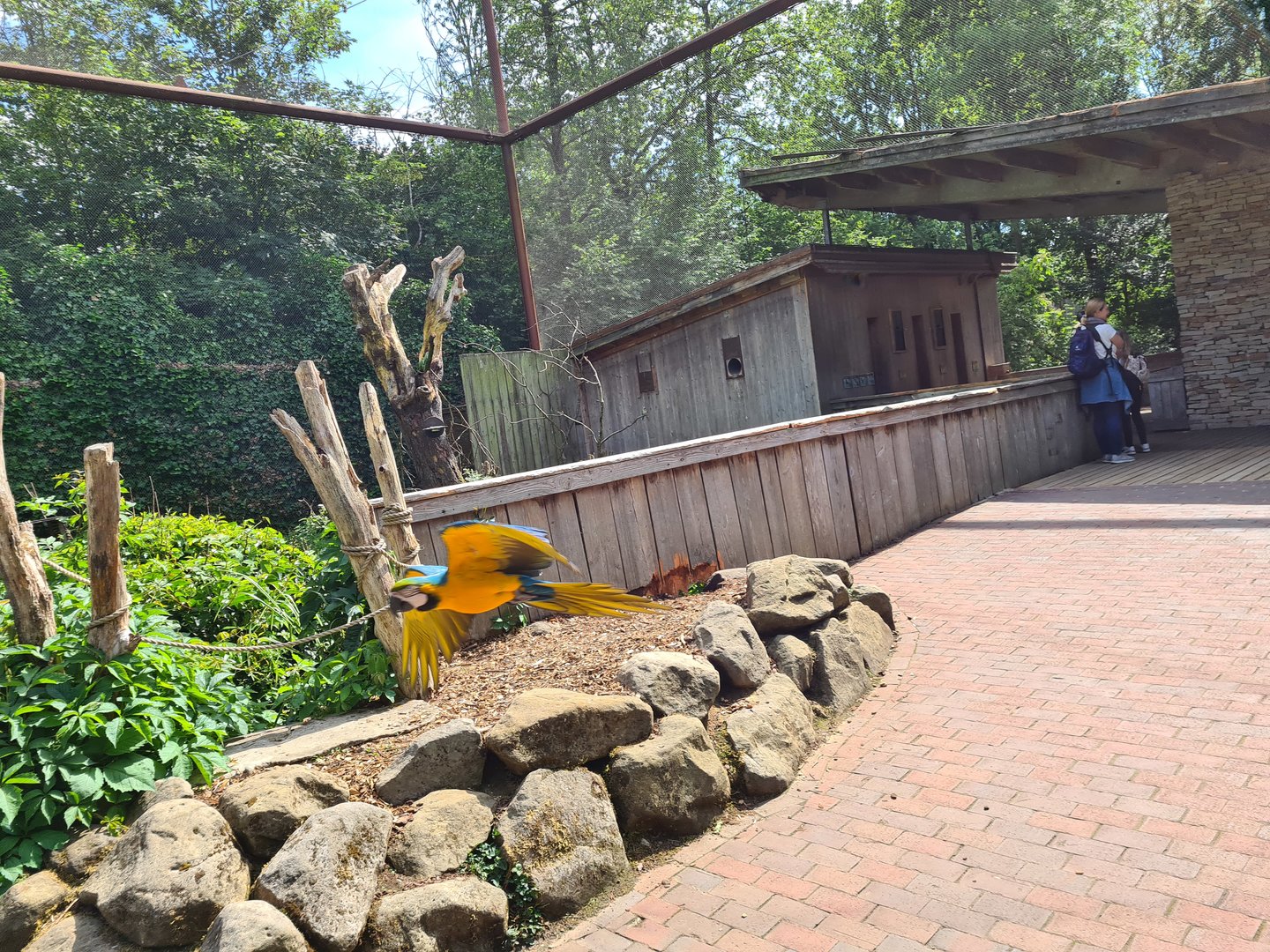 Taiga - Odd birds aviary