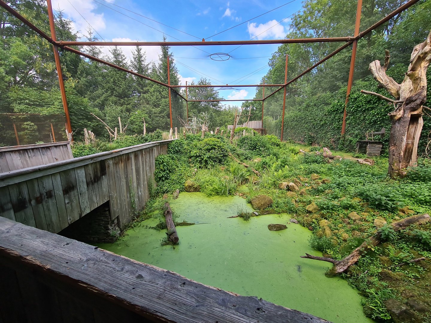 Taiga - Odd birds aviary
