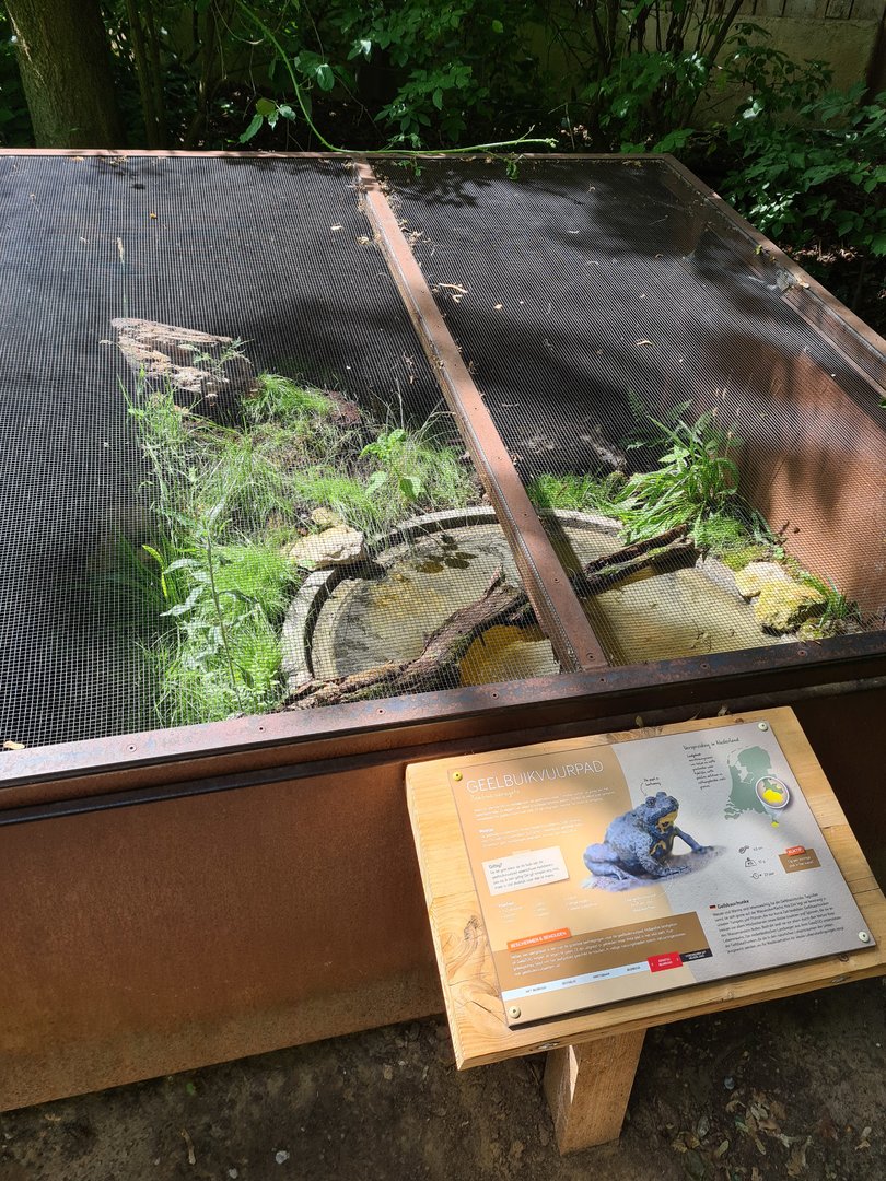 Taiga - Outdoor Yellow-bellied toad enclosure