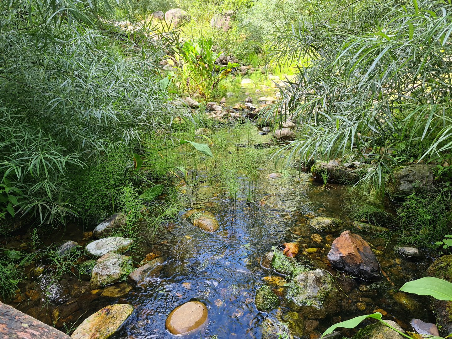 Taiga - Pond and Landscaping near Wolverine enclosure