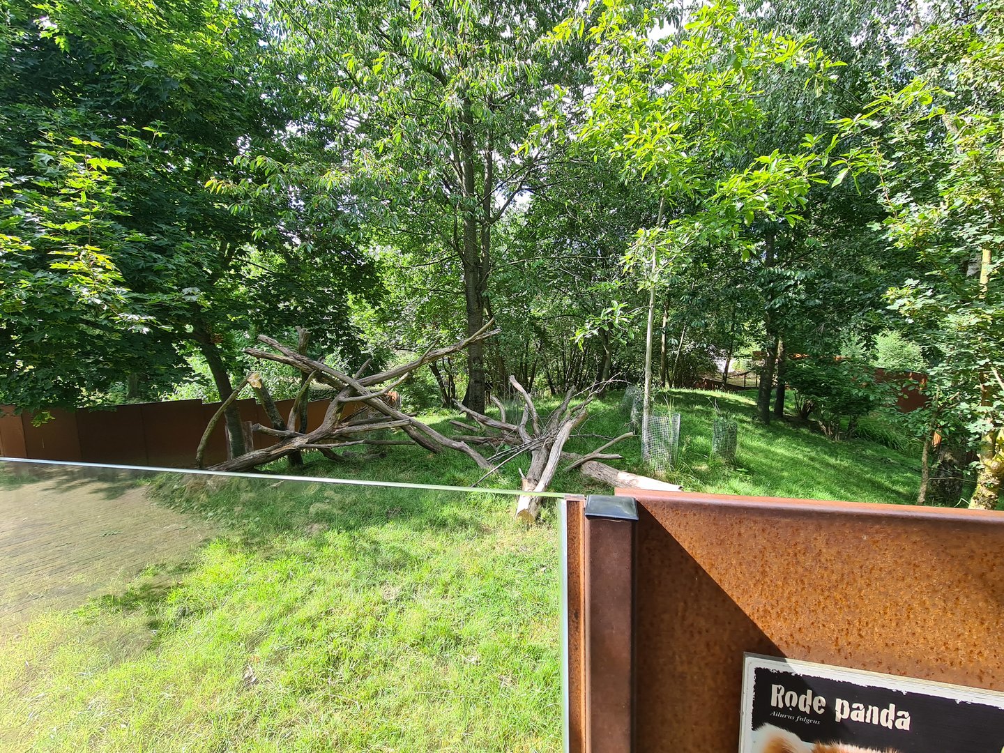 Taiga - Red panda and Reeves muntjac enclosure
