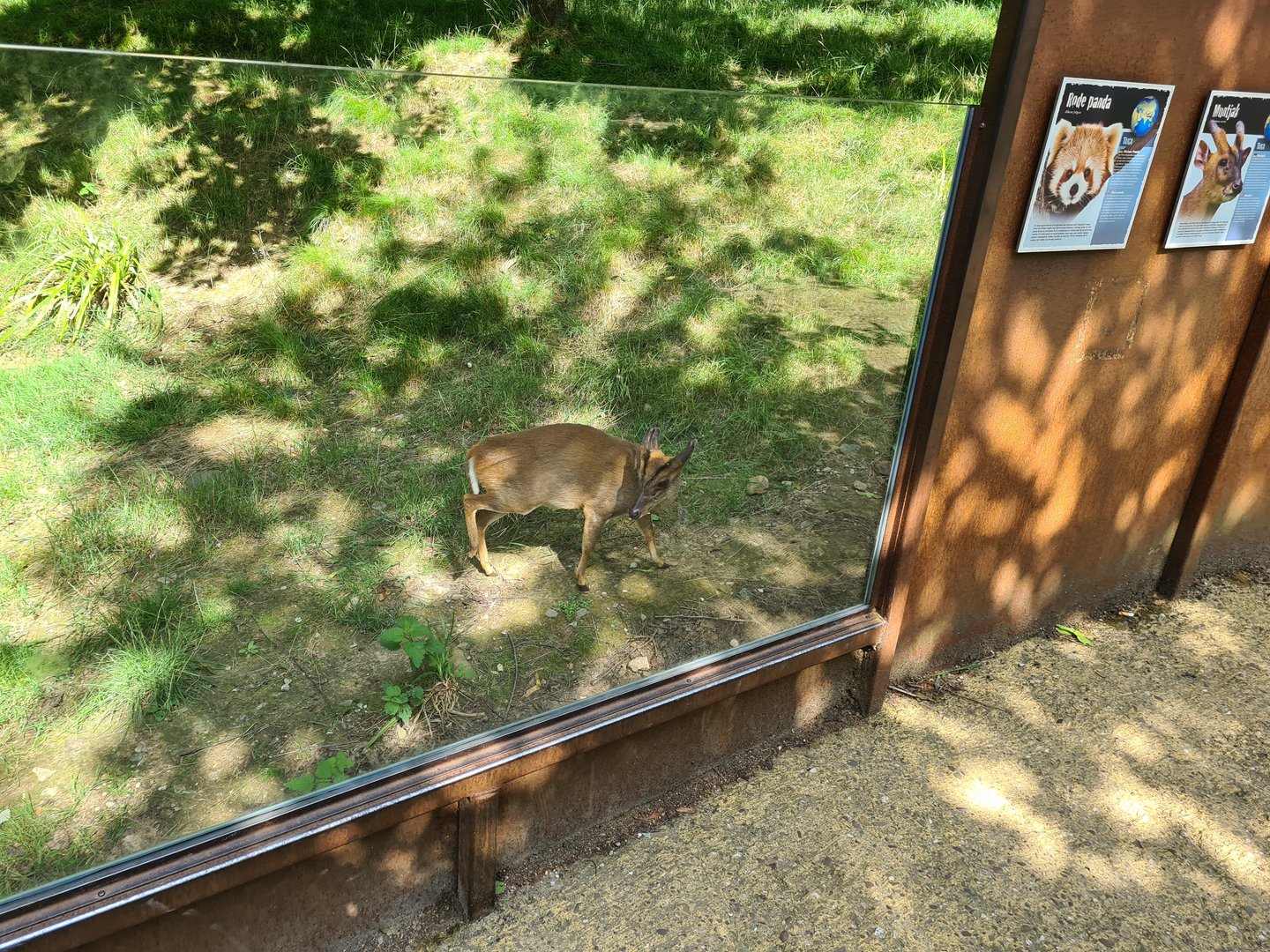 Taiga - Reeves muntjac