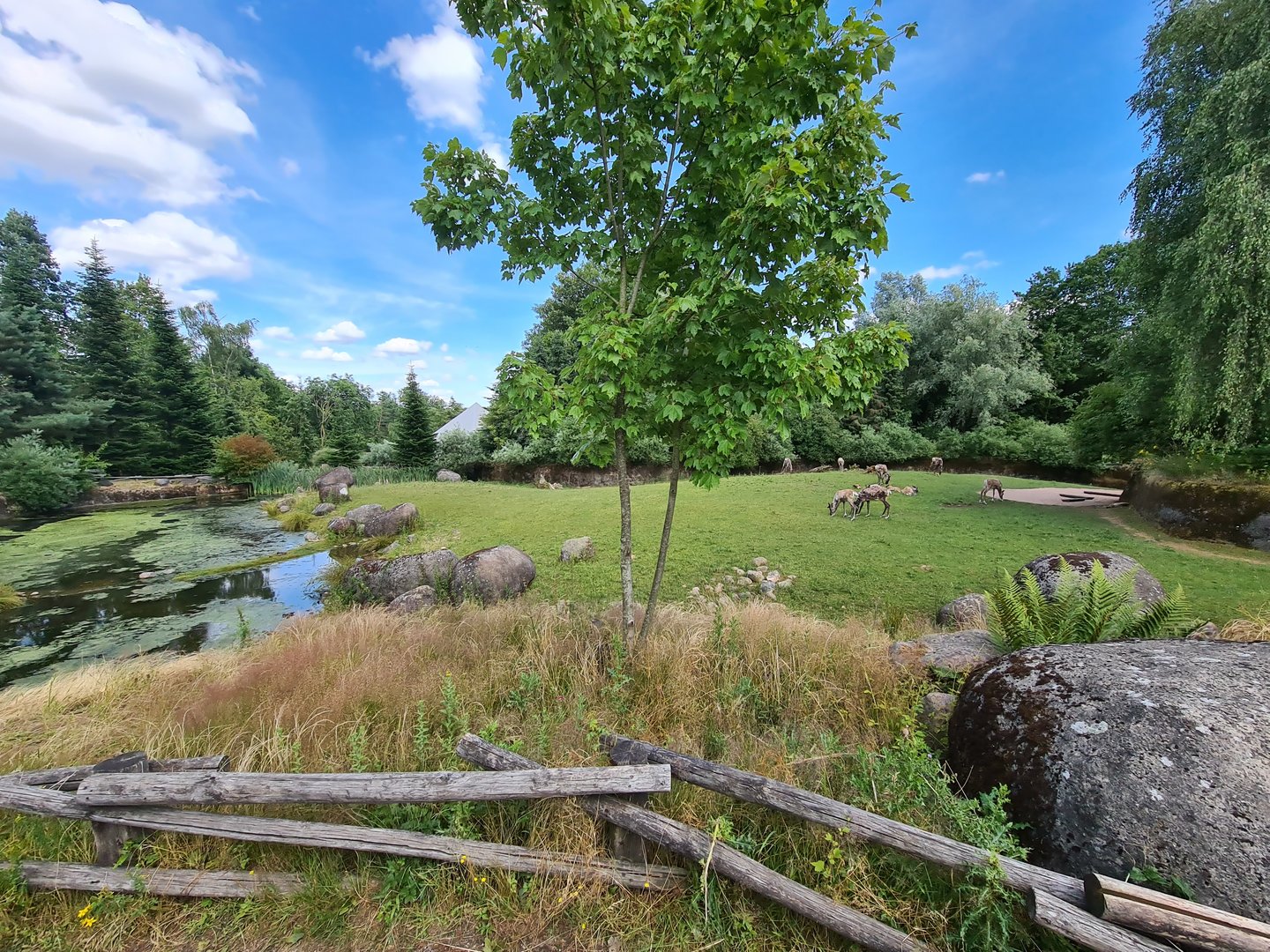 Taiga - Reindeer enclosure