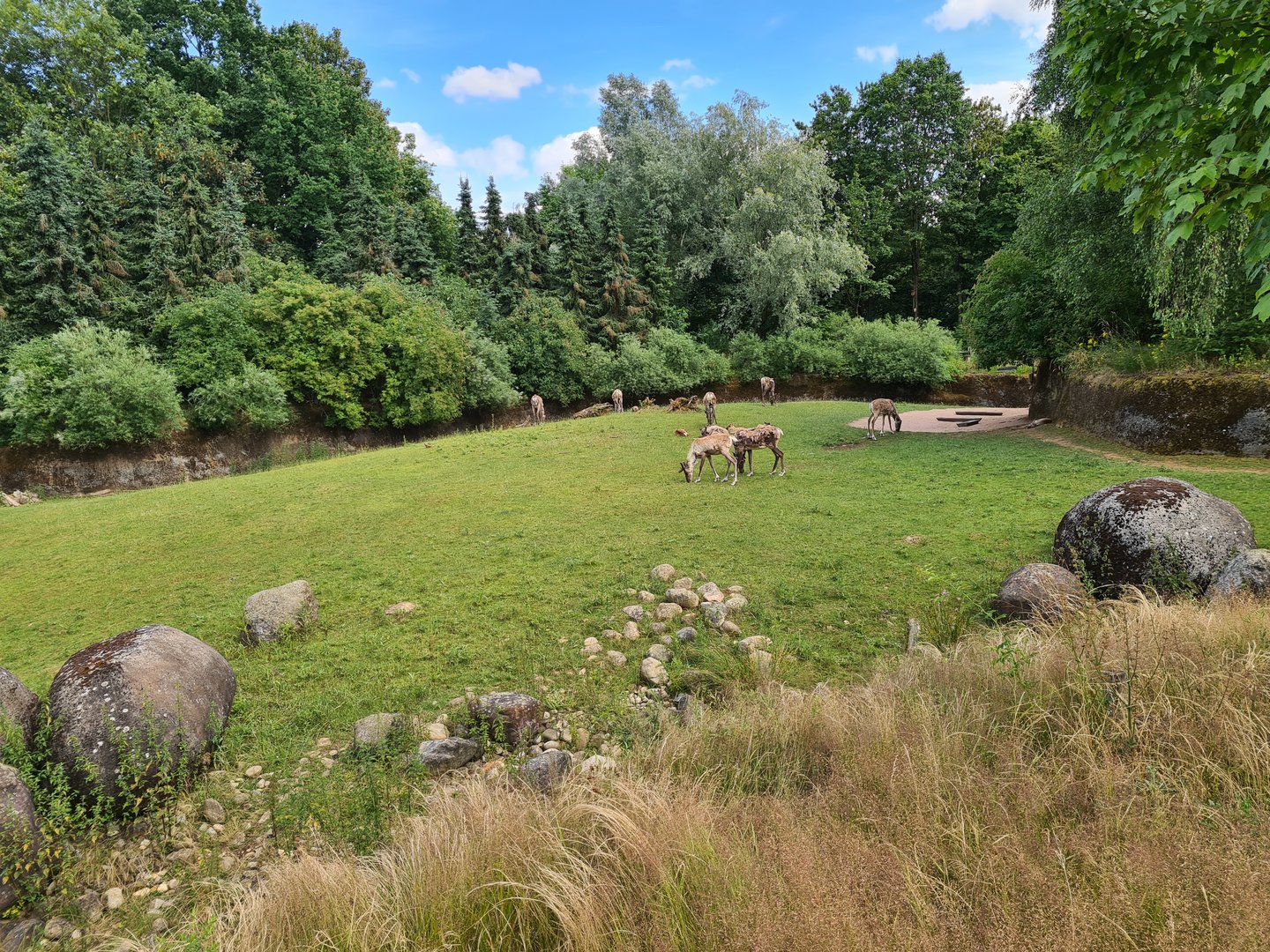 Taiga - Reindeer enclosure