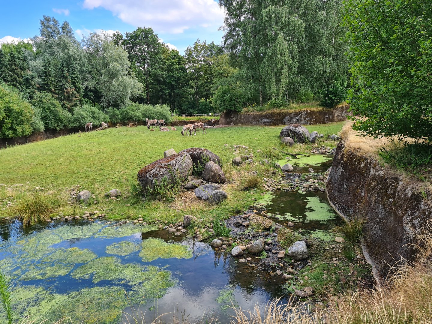 Taiga - Reindeer enclosure
