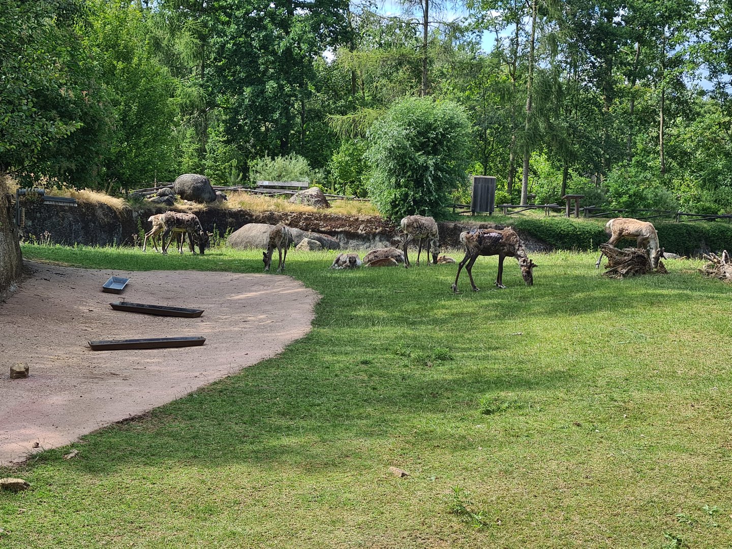 Taiga - Reindeer herd