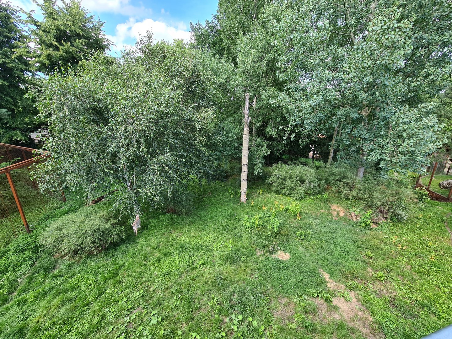 Taiga - Second European lynx enclosure