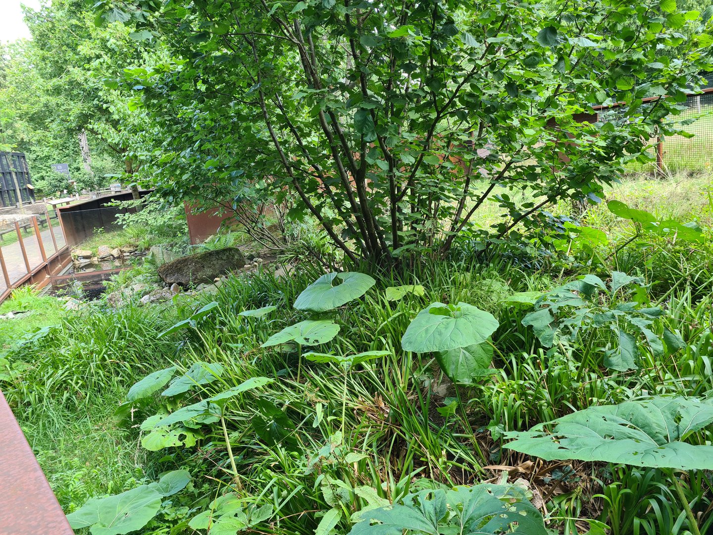 Taiga - Second European mink enclosure