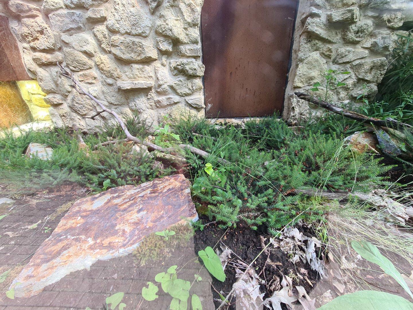 Taiga - Second outdoor Smooth snake enclosure