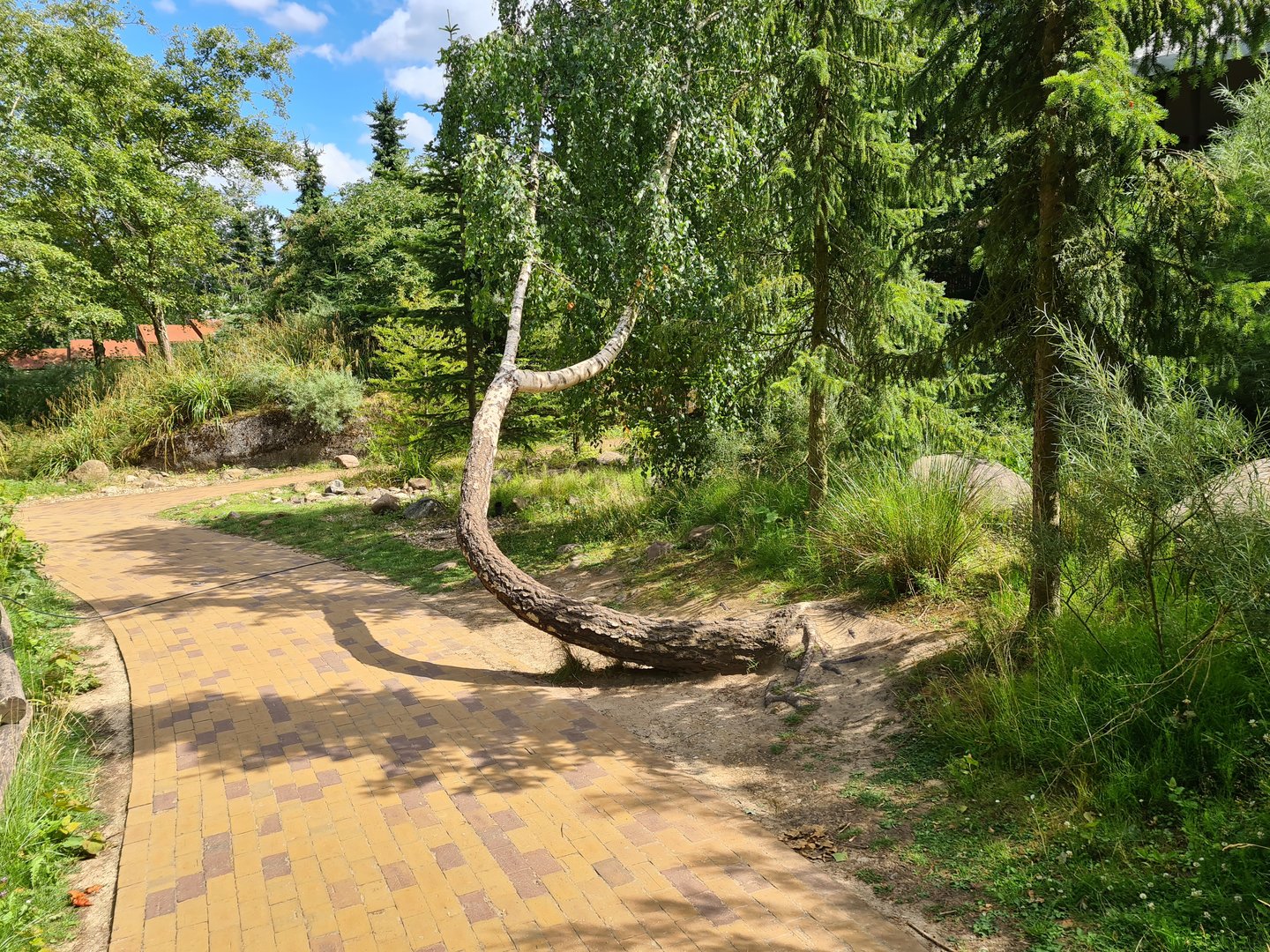 Taiga - Tree in the shape of a bench