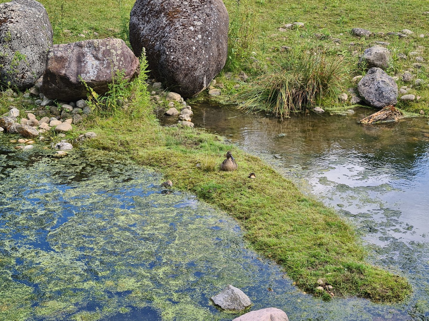 Taiga - Wild mallard in Reindeer enclosure