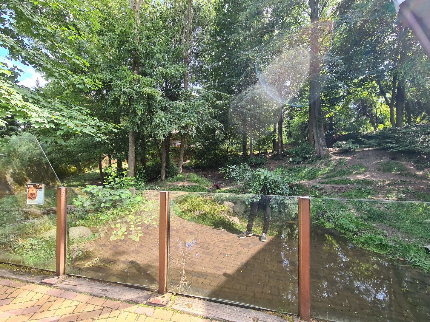 Taiga - Wolverine enclosure (lower viewing area)