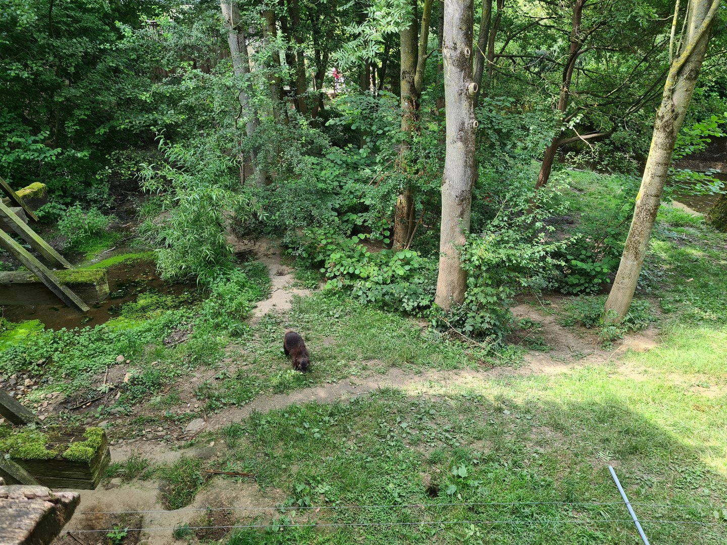 Taiga - Wolverine enclosure