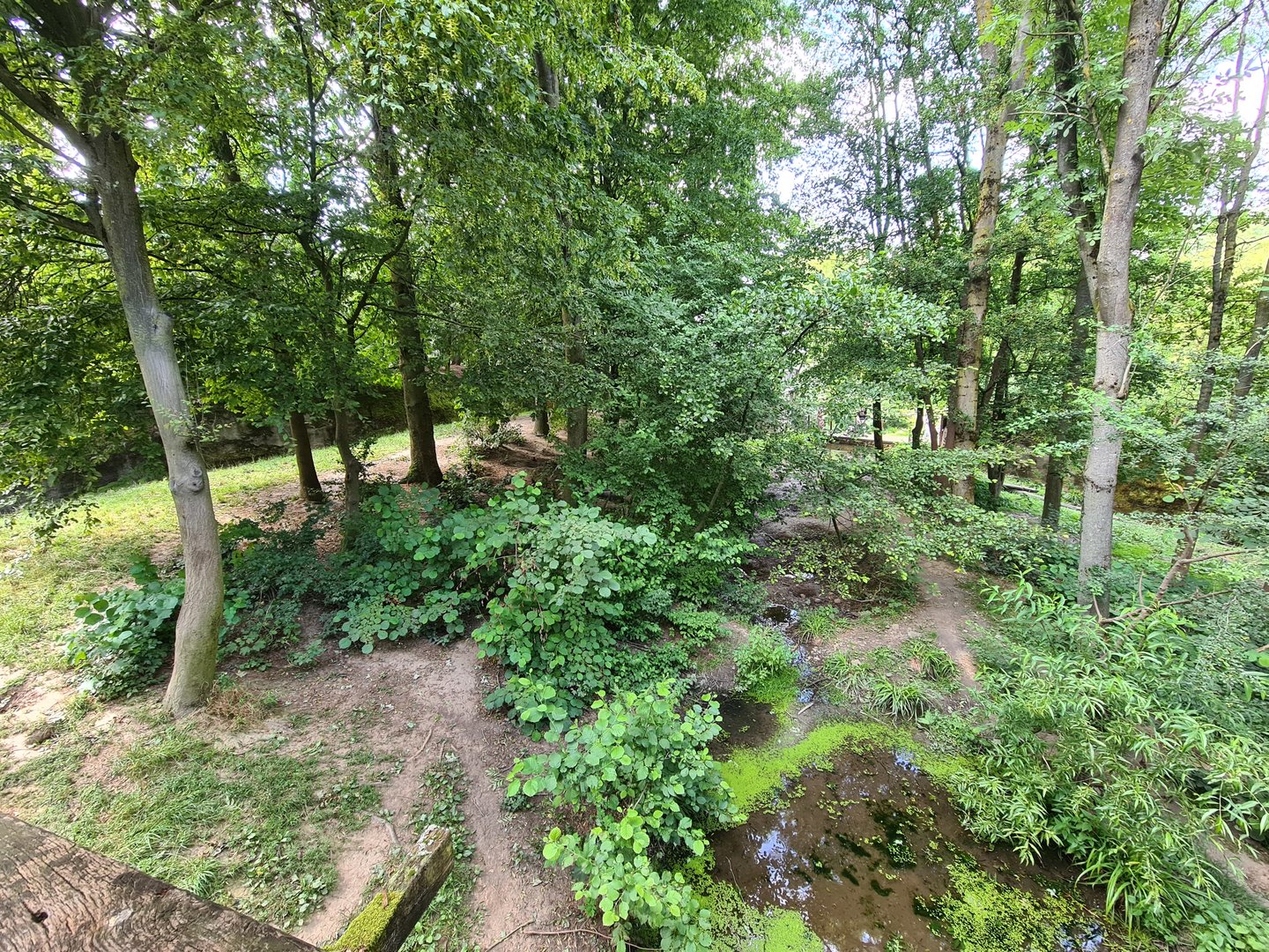 Taiga - Wolverine enclosure