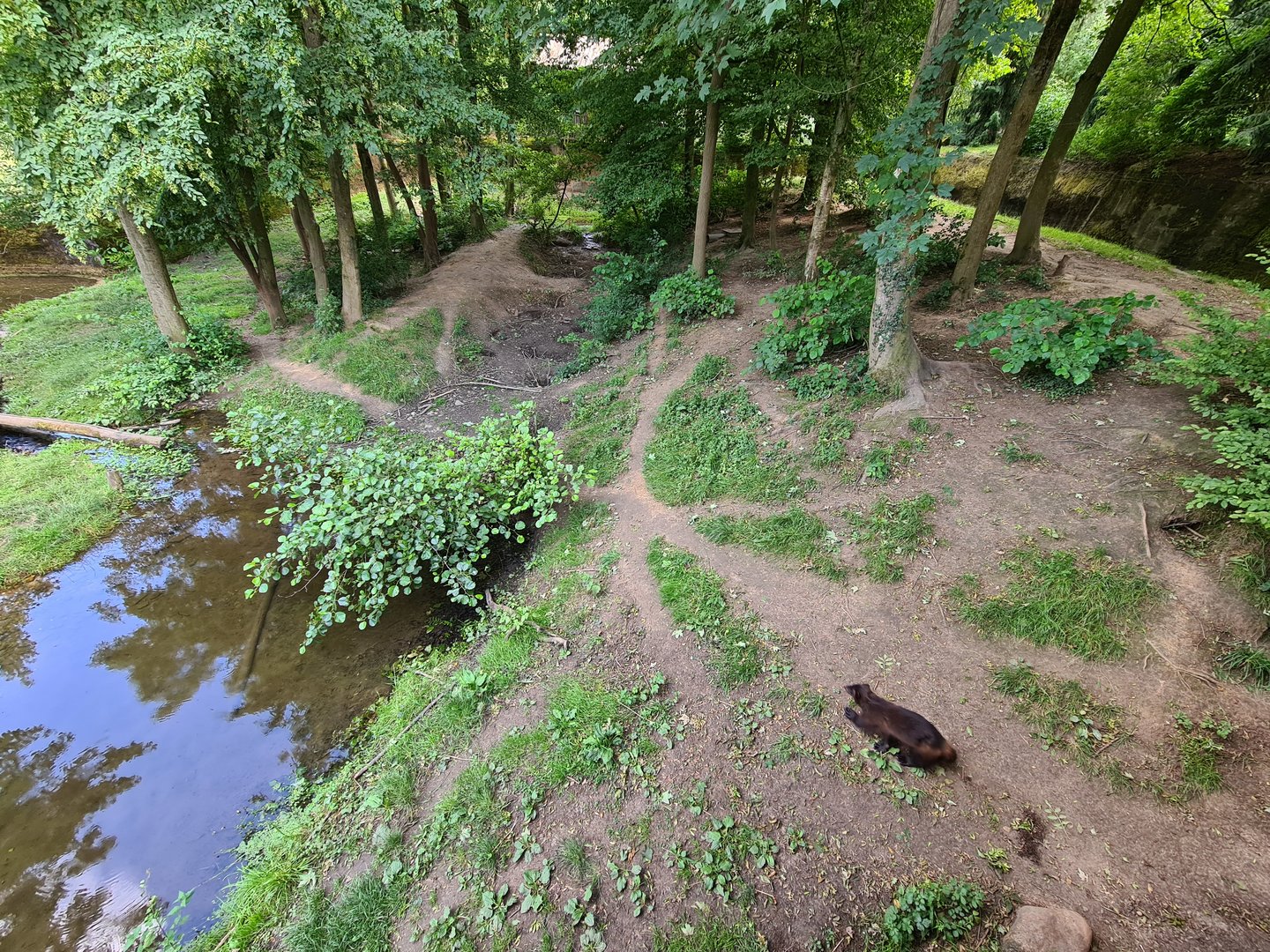 Taiga - Wolverine enclosure