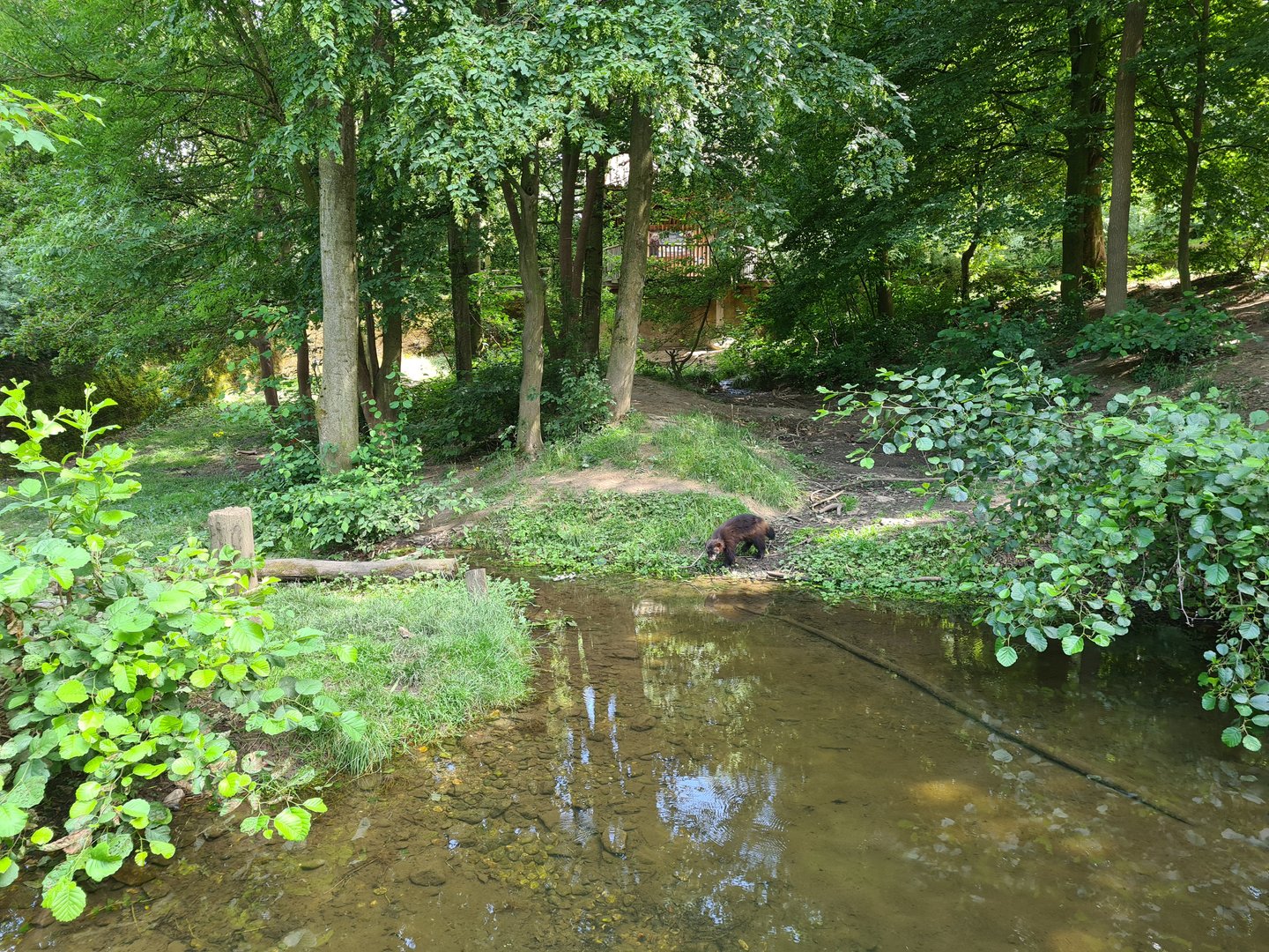 Taiga - Wolverine enclosure