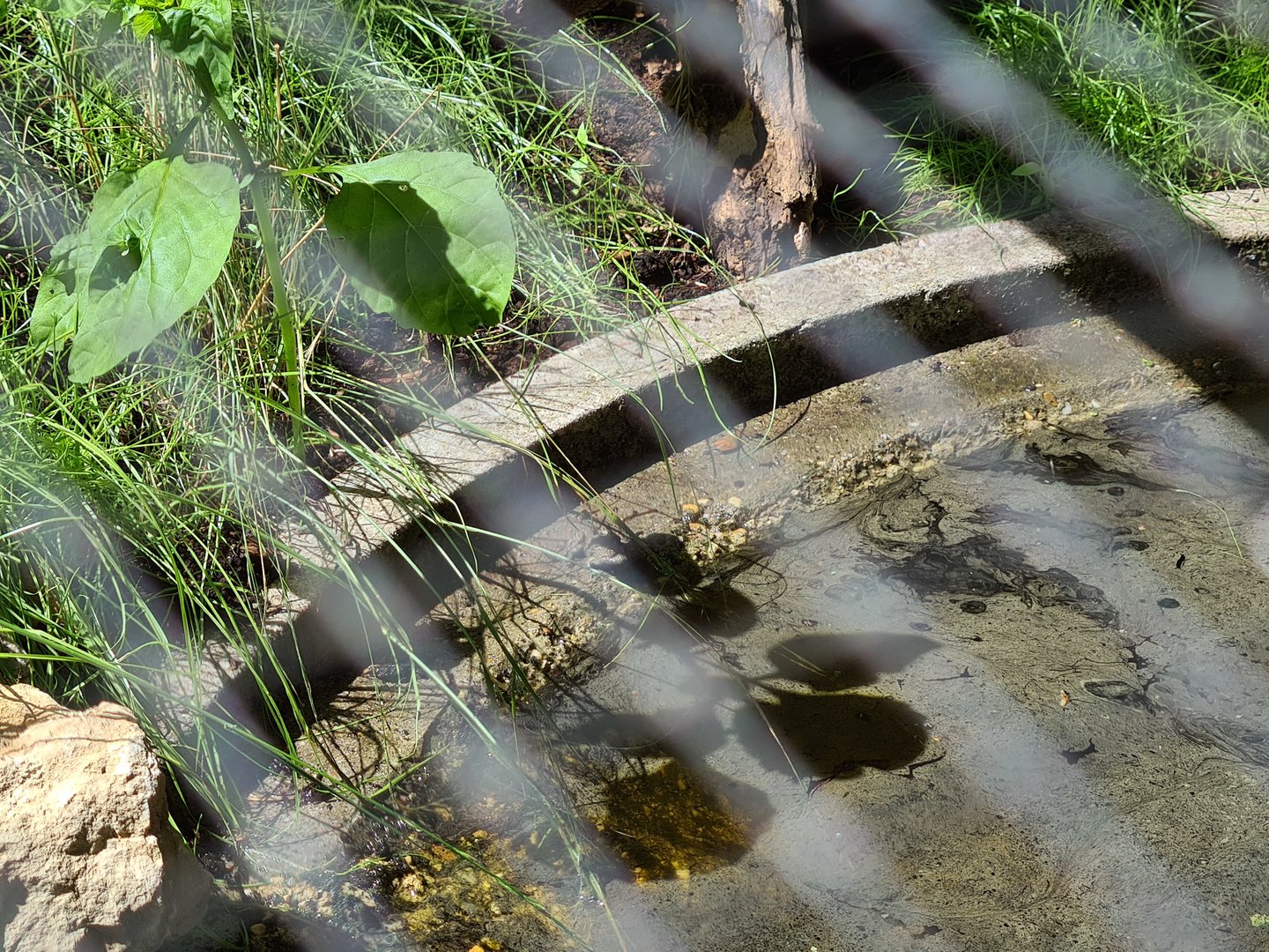 Taiga - Yellow-bellied toad