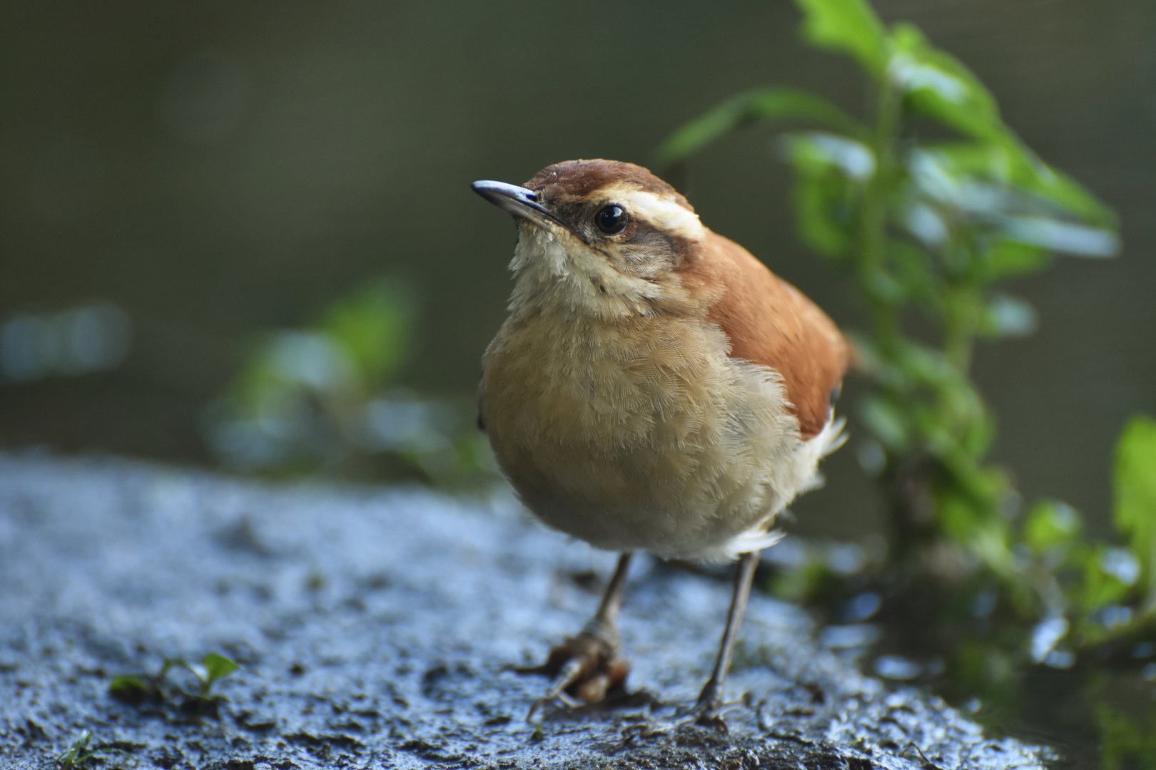 Tail-banded Hornero, (Furnarius figulus)