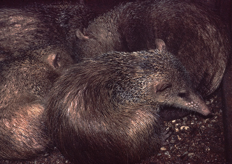 Tail-less tenrec 1974
