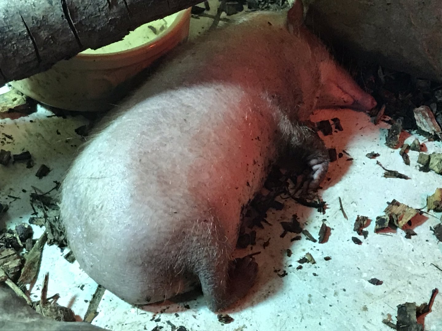 Tail-less tenrec 220619