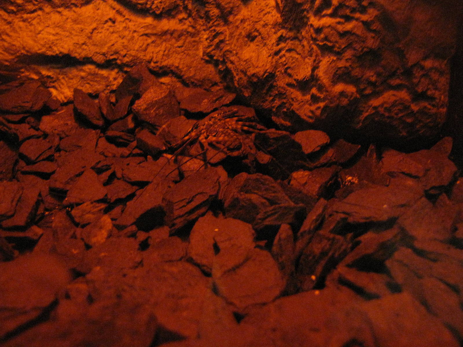 Tail-less Whip Scorpion