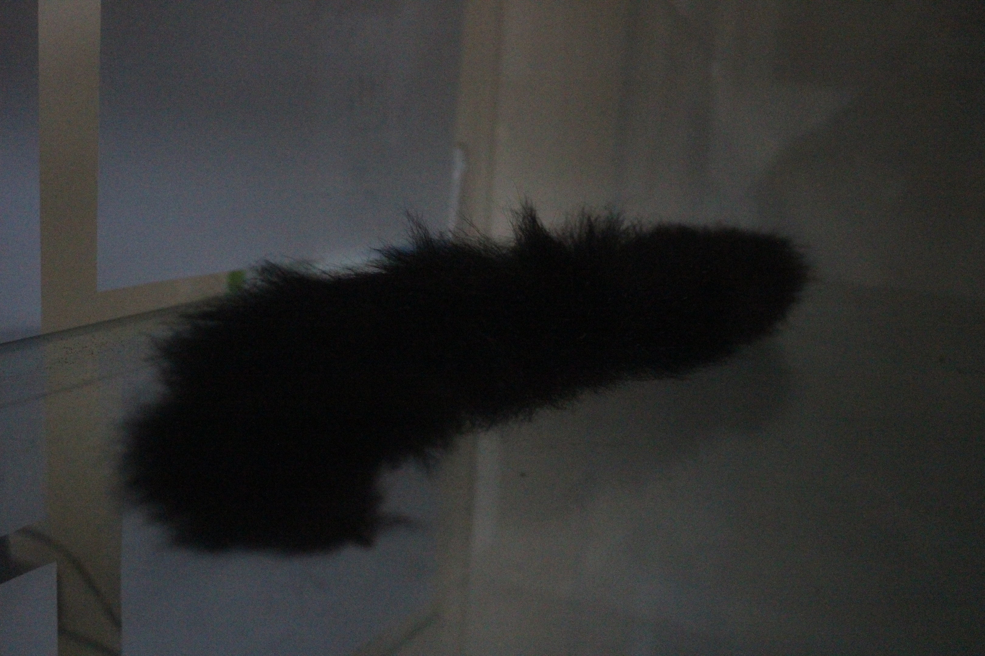 Tail of Common Brushtail Possum, Wildlife Foxton Trust