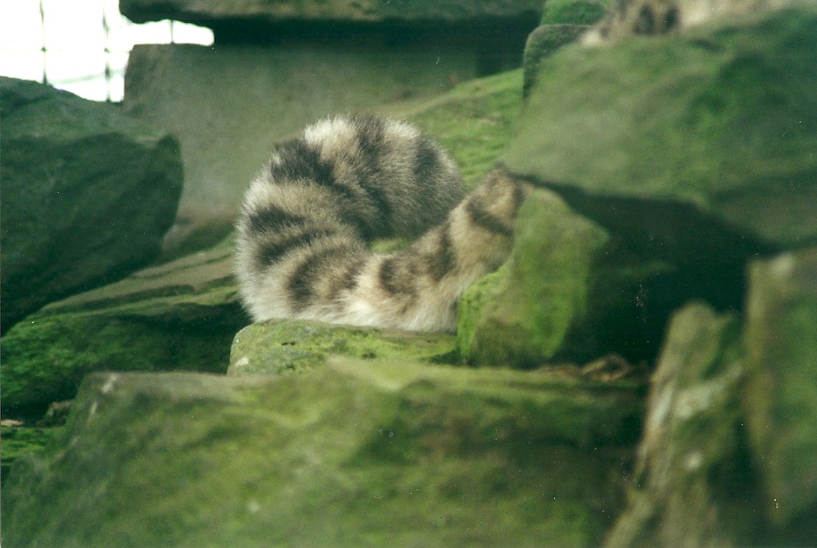 Tail of Snow Leopard 8th March 2000