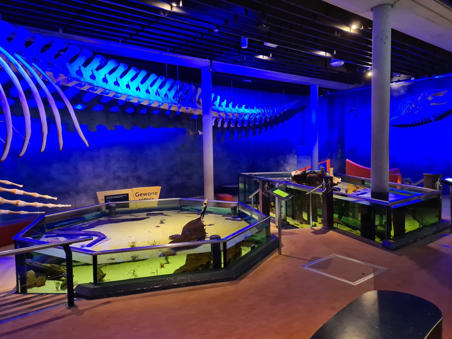 Tail of the giant whale skeleton and shark and Wreck tanks