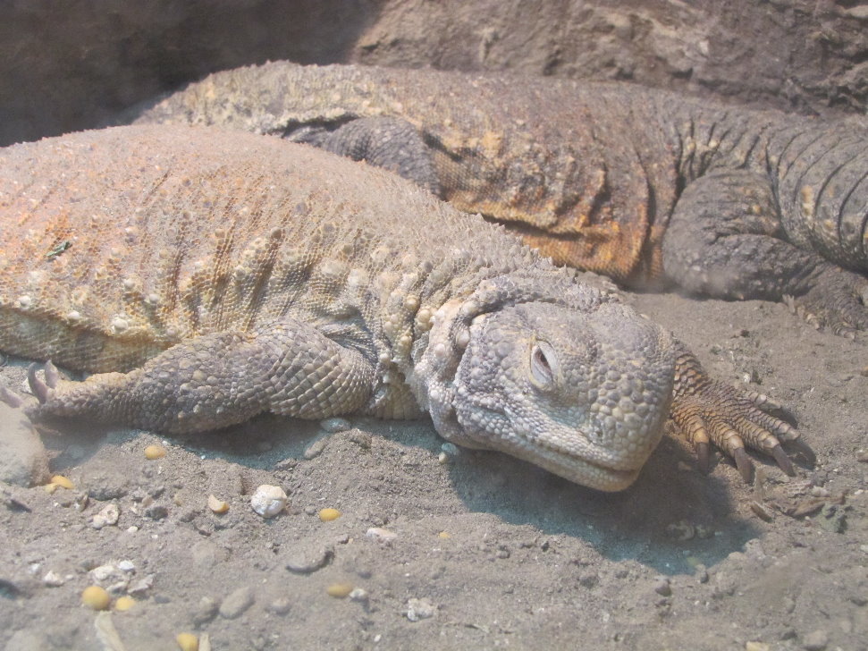 Tail prickly(tehran zoo)