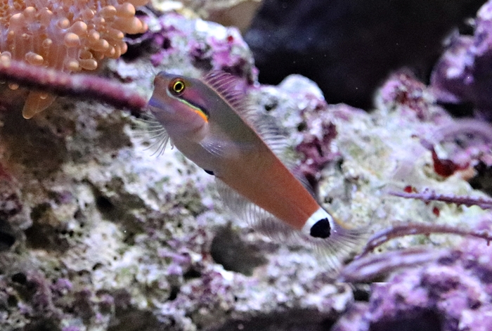 Tail-spot blenny (Ecsenius stigmatura)